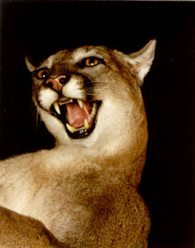 mountain-lion.jpg