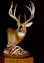 Pedestal Whitetail