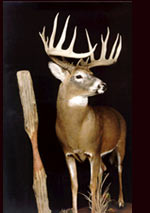 Jack Brittingham Whitetail