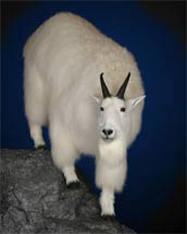 Mountain Goat