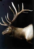 Brittingham Elk