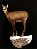 Chamois