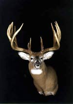 Rath Buck