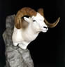 Dall Sheep